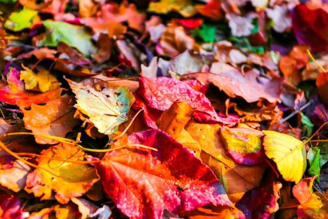 云丘山的秋天，是懂氛围感的！​​