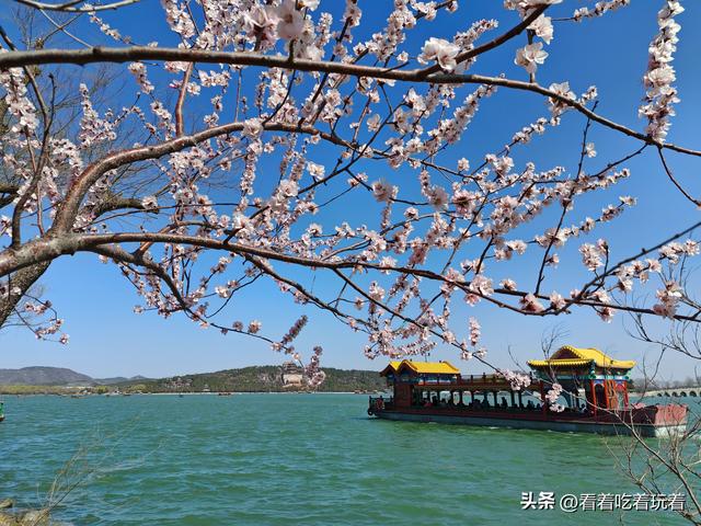 北京公园赏花记