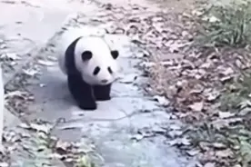 除夕夜“花花”被遗忘在外场，当班饲养员被解雇！零度观点：工作失误该罚，但绝不能因为是花花就重罚！图片