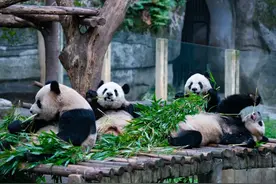重庆多个景区→免票！优惠！图片