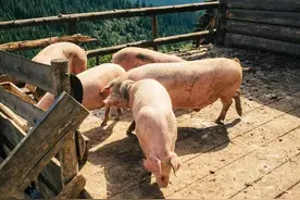 猪价慢慢涨！2024年到不了12块？是不会“罢休”了！图片