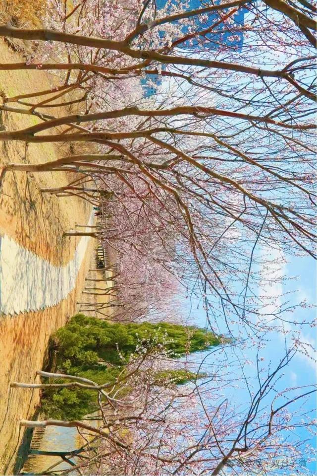 【视觉•双台子】十里桃香醉春风 满树芳菲映城郭