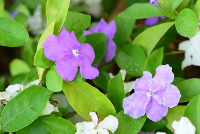 4月4日，莲花花神邂逅赛博机器人，邀您玩转观音山花朝节