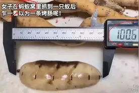 女子挖到一只100毫米长的蚁后！这到底是蚂蚁蚁后，还是白蚁蚁后?图片