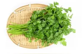 芫荽（yán sui），又名香菜，李时珍称其“能辟一切不正之气”图片