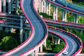 杭州高架月季开爆了超美，可真的必要花这么多钱在高架种月季吗?图片