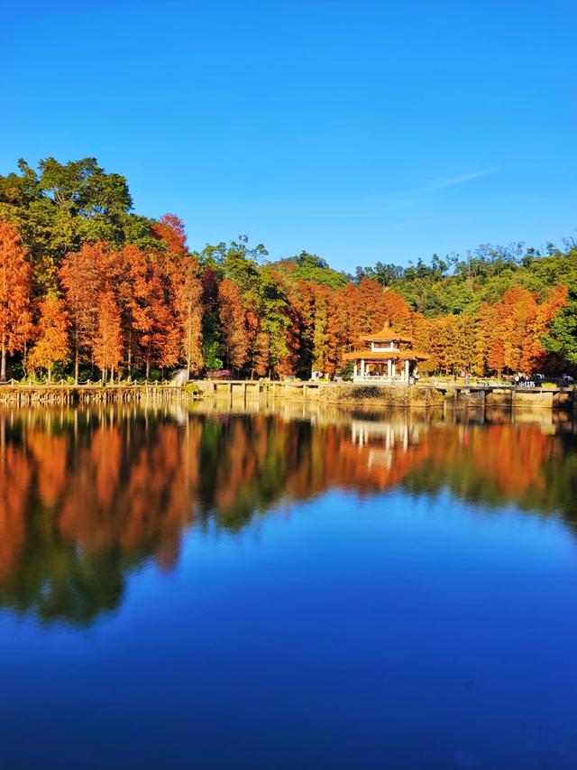 深圳这九个有落羽杉的地方，秋色美如画，接下来一天比一天美