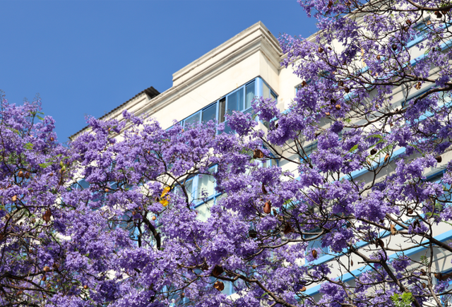 全城“追花”！航天北路开启“人从众”模式