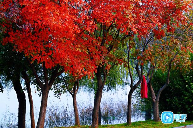 在潍坊汶河岸边，来一场最美的遇见！