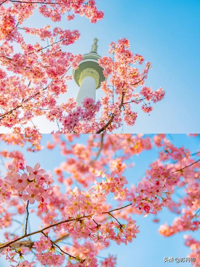 武汉龟山樱花爆开！“一亿人”挤掉玩偶，赏花秒变看人海。