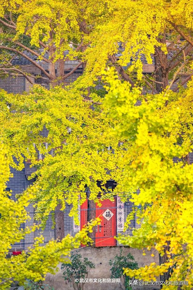 马上过节，免票！