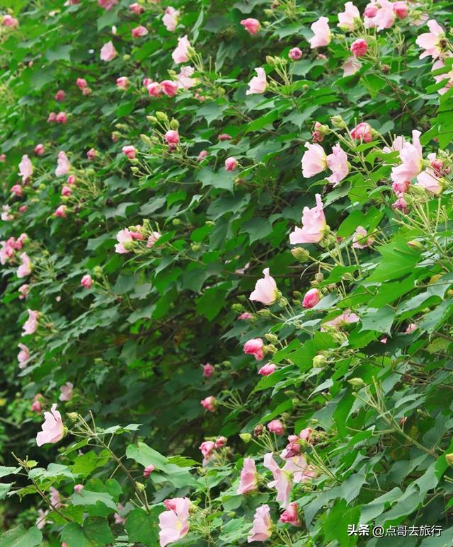 成都芙蓉花最新攻略，公交车直达，一处比一处惊艳，4处都免费！