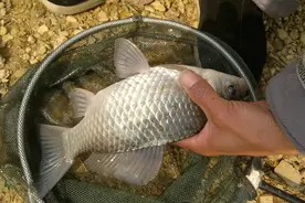 野河大鲫鱼难钓？参考这5点，你做对了吗？图片