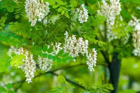 “阴树不进家门，进门财富散”，家里不要种5大阴树！你家有吗？图片