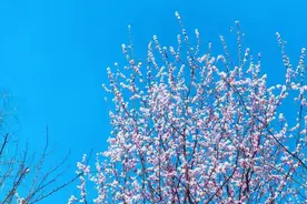 【2024爱沈阳·春天花正开丨挖宝行动】拍照打卡，看“花花世界” ！沈阳“五一”赏花攻略来啦！图片