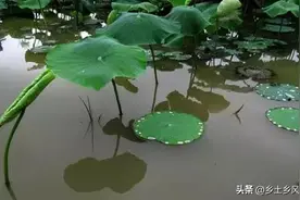 水田不只种水稻，种莲藕套养泥鳅，亩收入过万元图片