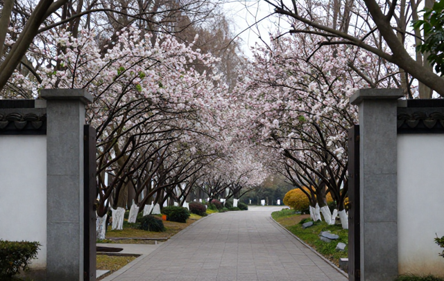 南京老牌公园火了！上万游客挤爆只为看它，海棠花开成瀑太惊艳