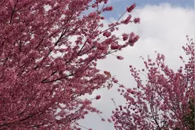 朵朵樱花开，一起诉说冬日烂漫图片