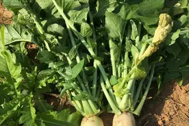 这菜叶子营养极高，钙是牛奶的4倍，晒干多屯点，做包子馅真香图片