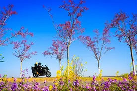 黄河大堤，紫荆花开图片