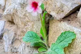 对方请求添加你为好友，你应该怎么做呢？图片