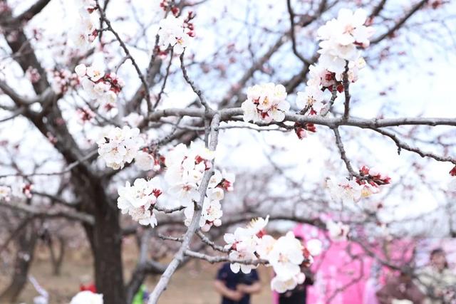 免费！沁县走马岭梅杏花开，等你来打卡