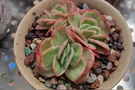 9种玫瑰多肉，第一种最好养，你养过几种？图片