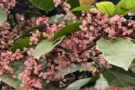 四月飘“雪”迷人眼 浪漫春色惹人醉图片