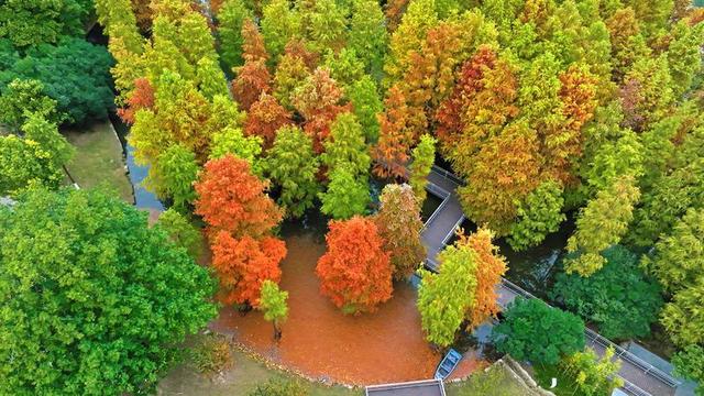 翠竹公园落羽杉林上演“色彩童话”