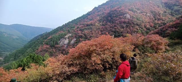 骊山红叶似火 车辆行人如织