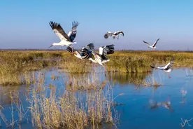 东方白鹳现身海州湾湿地图片