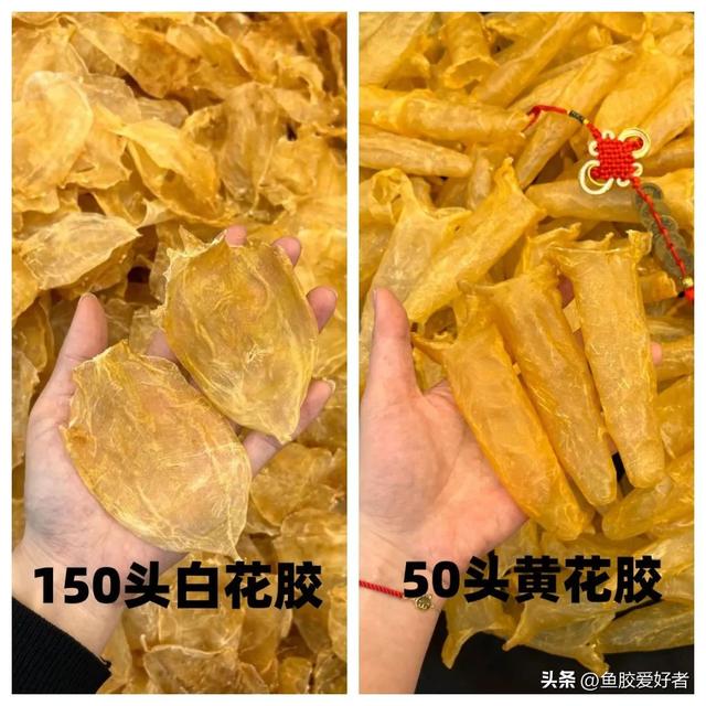 小白花鱼胶的功效与作用 2026年小白花鱼胶的功效与作用图片 小白花鱼胶的功效与作用 2026年小白花鱼胶的功效与作用图片