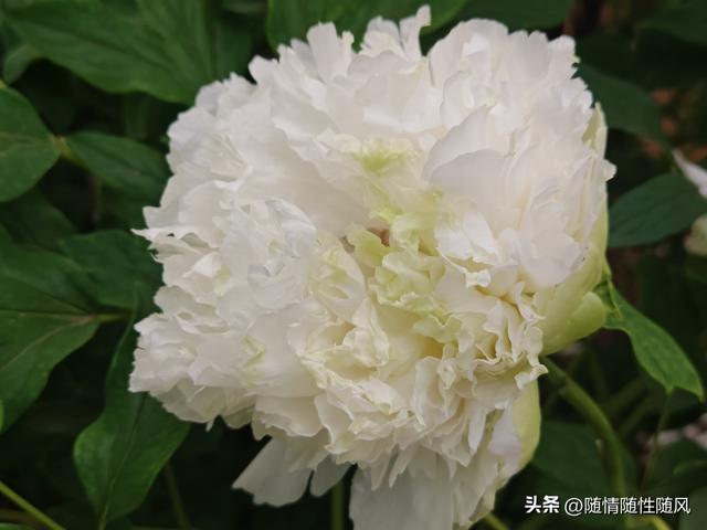 身为洛阳人，年年去牡丹园看花