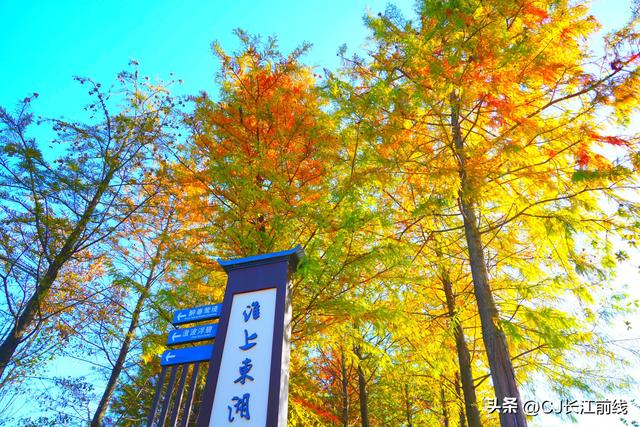 河南淮滨：落羽杉廊道染成红杉道