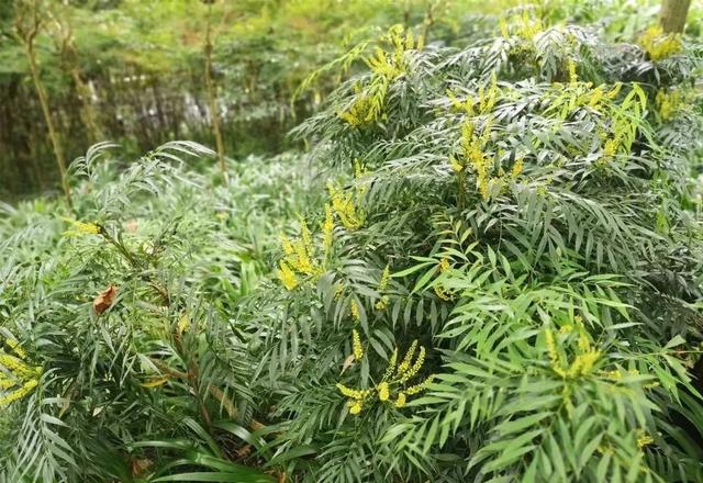 “别被它骗了”：这种“竹子”其实全株有毒，却被种满了公园
