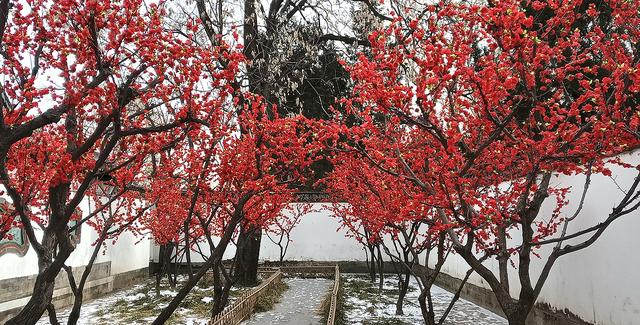 北京大观园“梅花”提早绽放 古风新春景致惊艳亮相