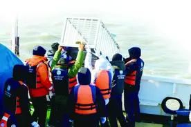 目睹23头斑海豹重返大海图片