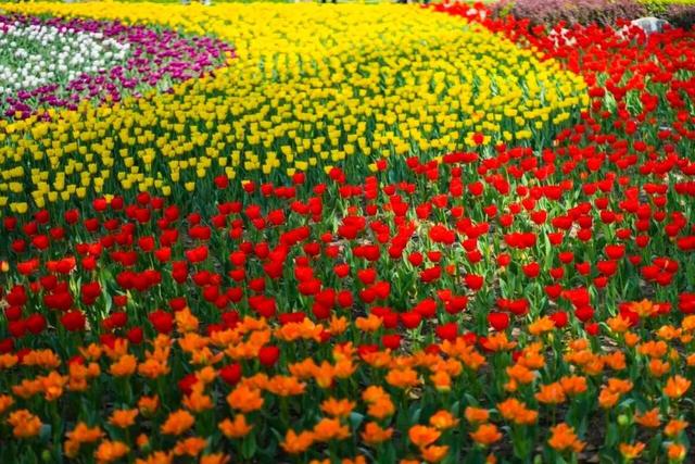 超全！陕西各地春日花海赴约指南