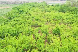 这口春天的味道，“葚”好！良庆这片桑葚园邀您共赴春日之约→图片