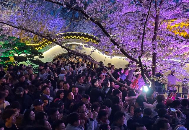挤疯了！无锡鼋头渚夜樱 “炸街”，这场面给老外看都能吓一跳