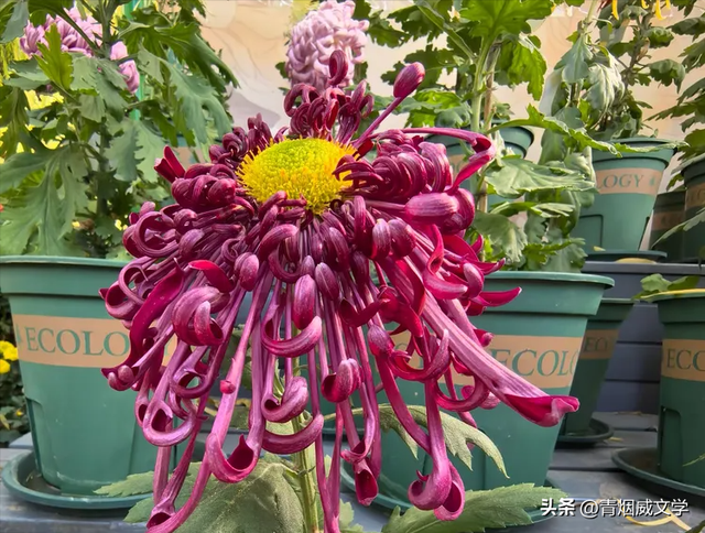 趵突菊韵 锦绣泉城