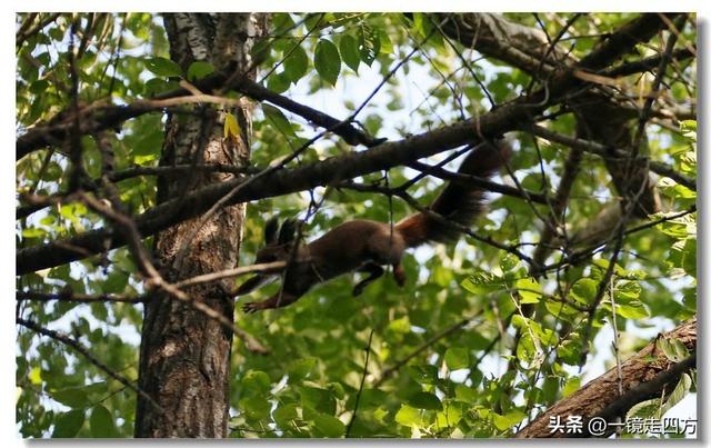 沈阳东陵郊野公园“精灵”出没