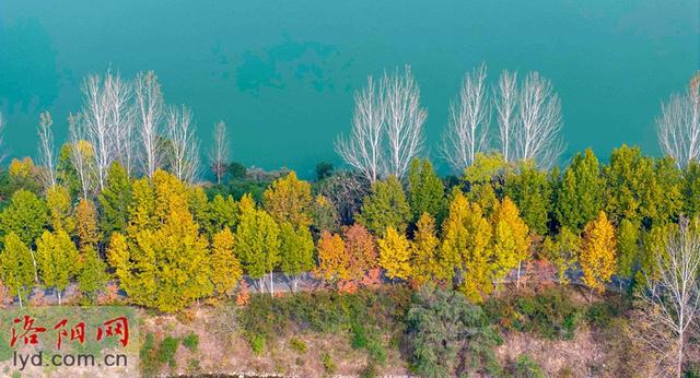 层林尽染黄河岸