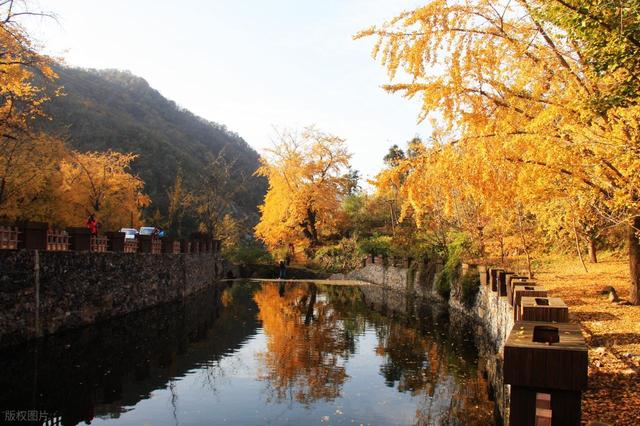 11月，去赏银杏吧！8个高颜值赏秋地，速来拍美照，挑一个就出发