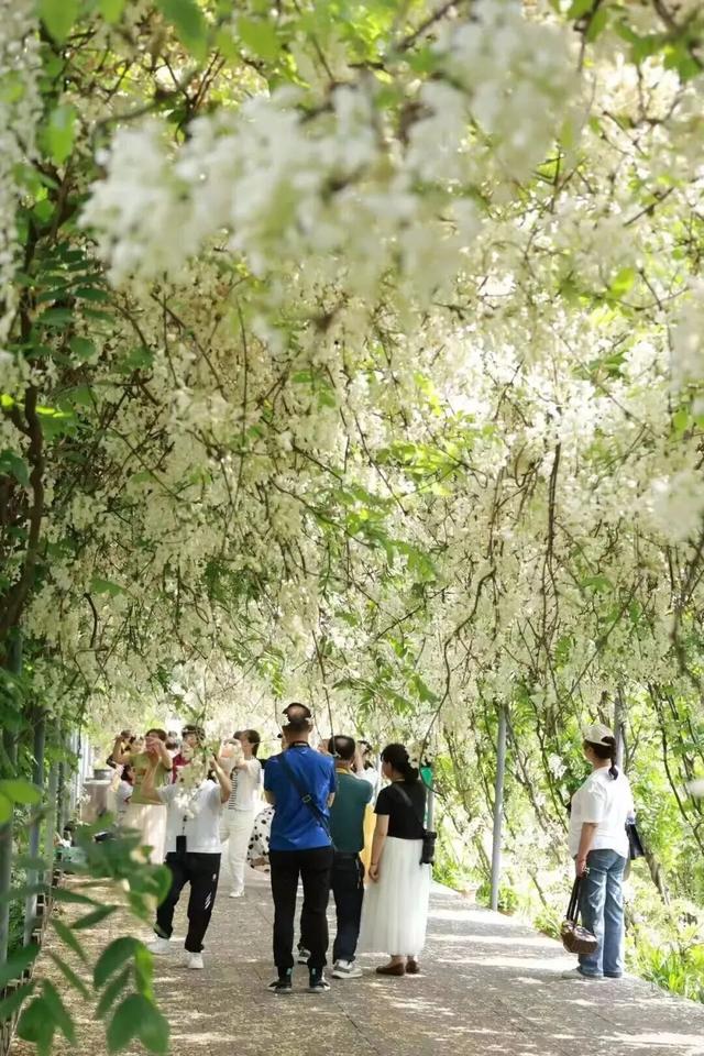 就在崇州！满屏紫色，唯美上线