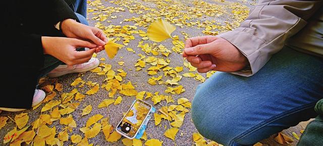 并州银杏黄 共醉一城秋