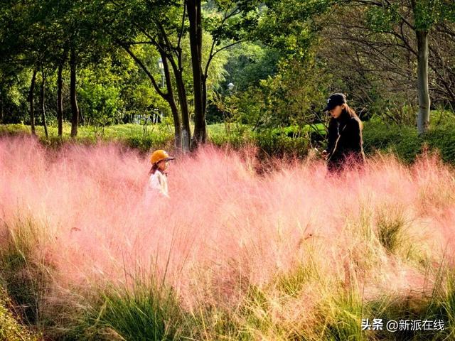 立冬已至，潍坊的秋意仍浓，这里的风景绝美
