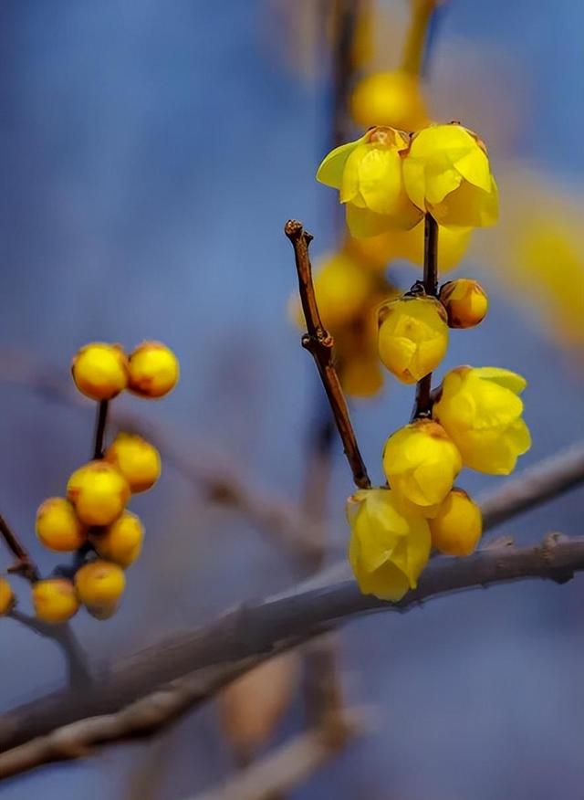 探寻济南冬日的秘密花园：最香蜡梅都藏在哪儿？