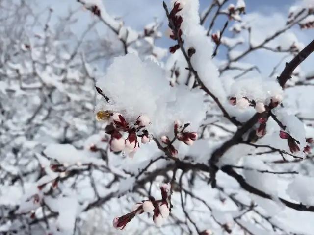 “大雪多不多，就看立冬”，今天立冬，今年冬天雪会多冷到哭?