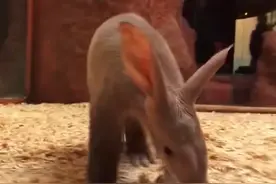 活久见！女子把泥鳅当宠物养，盘点那些奇葩宠物图片